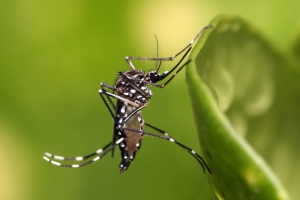 El virus zika se propaga por América Latina